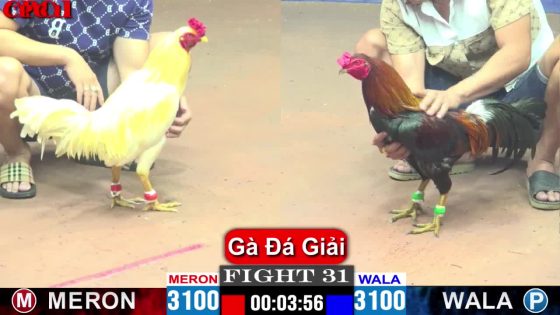 TRẬN 31 CPC1 15/5/2025 : ANH QUÂN LONG AN vs ANH HƯNG GÒ ĐEN (ÚA NẠP CHÂN NHƯ BÚA BỔ HẠ ĐIỀU GÃY CHÂN )