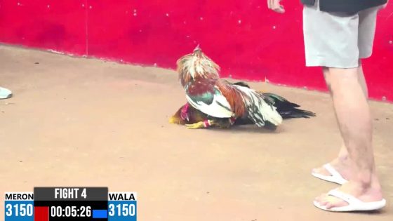 TRẬN 4 CPC3 18/5/2025 : ANH VŨ CỦ CHI vs ANH PHONG BÁNH MỲ ( XỔ : ĐỒNG XỔ 200 TRIỆU