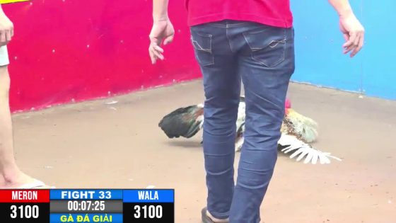 TRẬN 33 CPC3 18/05/2025 : ANH TÀI BÌNH CHÁNH VS ANH TẤN GẠO CẦN THƠ ( GÀ ĐÁ GIẢI