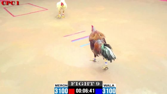 TRẬN 9 CPC1 20/05/2025 : ANH VINH VS ANH TÙNG  ( XỔ : ĐỒNG XỔ 30 TRIỆU