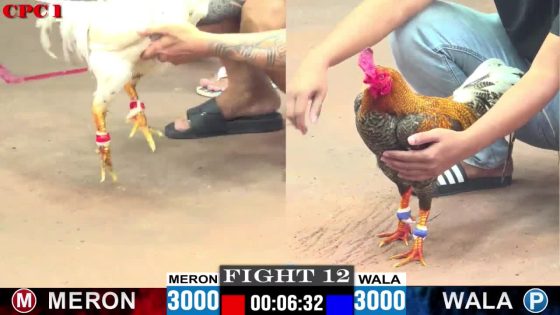 TRẬN 12 CPC1 20/05/2025 : ANH PHONG ĐỨC HÒA VS ANH TÈO (  XỔ : ĐỒNG XỔ 50 TRIỆU