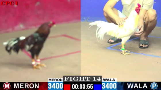 TRẬN 14 CPC1 24/05/2025 : ANH ÁI vs ANH HÙNG (PHA KNOCKOUT QUÁ ĐẸP MẮT ĐẾN TỪ GÀ ÚA )