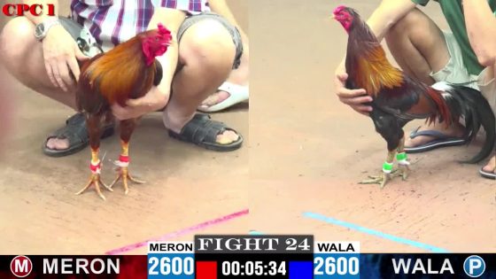 TRẬN 24 CPC1 26/05/2025 : ANH MINH LONG AN VS ANH NHÂN (  KHÉT CÚP ĐIỆN 3 PHA ĐIỀU XANH TÉ XE