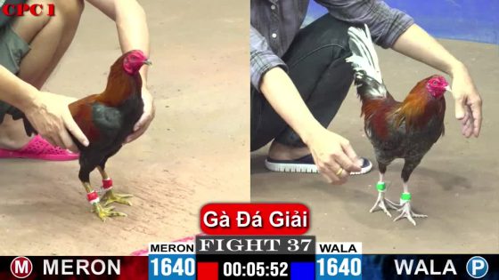 TRẬN 37 CPC1 26/05/2025 : SABONG67 VS ANH HIẾU ĐỒNG NAI  ( DỄ ĂN QUE BÊN SABONG67 LẮM SAO 1 CHÂN BƯNG XÁM RA GẤP