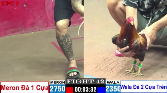 TRẬN 42 CPC1 26/05/2025 : ANH KHÀN VS ANH BIN (  ĐIỀU  2 CÂY BƯỚM 1 CÂY ĐIỀU SIẾT BƯỚM TÉ XE QUÁ DỄ DÀNG