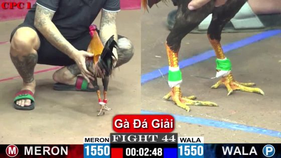 TRẬN 44 CPC1 26/05/2025 : AZ888 VS SABONG67 (  ĐIỀU VÀNG BÚ ĐIỀU ĐUÔI LAO NẰM PHƠI THÂY