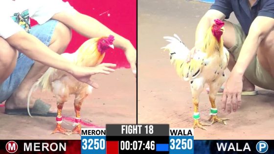 TRẬN 18 CPC3 27/05/2025 : ANH THẮNG TIỀN GIANG VS ANH THẮNG BẾN TRE (BƯỚM ĐÁ QUÁ ĐÁ GÀ ÚA NHÁT CHÂN BỎ CHẠY )