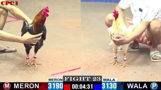 TRẬN 23 CPC1 27/05/2025 : ANH TON VS ANH HÒA (  BƯỚM ĐÁ MẤY CHÂN ĐIỀU GÃY GIÒ, ĐÂM TIẾP CÂY MU LƯNG ĐIỀU HO