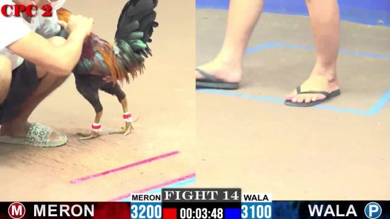 TRẬN 14 CPC2 11/6/2025 : ANH THÀNH vs ANH QUANG (BƯỚM NHƯ SÁT THỦ GIM CHÂN NÀO DÍNH CHÂN ĐÓ, ĐIỀU XANH HƯ ĐÙI TÉ TUYỆT ĐỐI