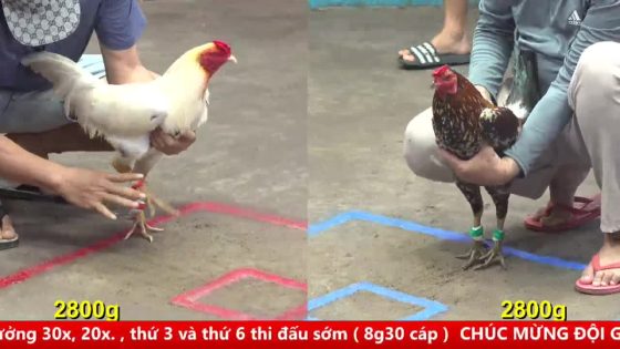 TRẬN 2 BỒ CPC5 NGÀY 16/6/2025 : BƯỚM SO SO ĐÂM CỰA XƯƠNG SỐNG ĐIỀU BÔNG LIỆT CHÂN KÊU MIỆNG