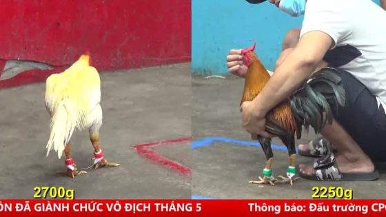 TRẬN 8 BỒ CPC5 NGÀY 16/6/2025 : XANH ĐIỀU CỔ VÀNG CHẤP NGANG TÀN VẪN ĂN
