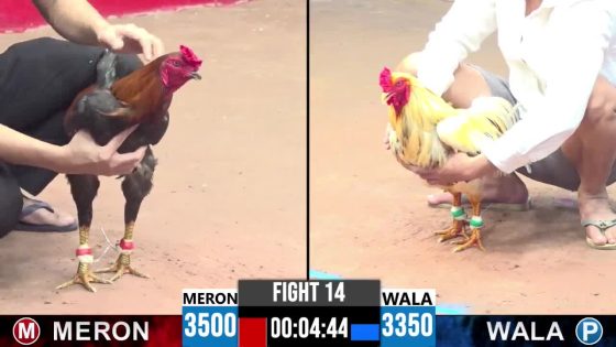 TRẬN 14 CPC3 6/7/2025 : ANH GIANG CẦN GIUỘC vs ANH THẮNG BẾN TRE.ĐÚNG ĐÁM BƯỚM HIỆU BUÔNG ĐUÔI ĐÂM NHƯ CHỈA ĐÂM