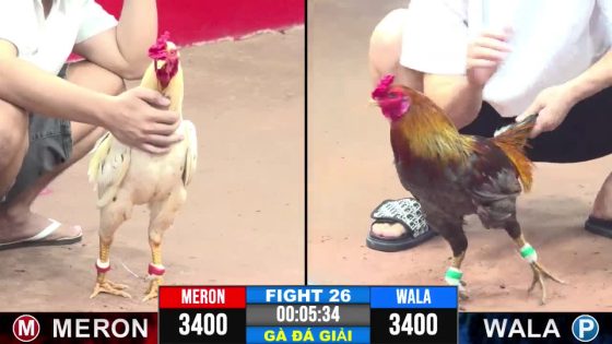 TRẬN 26 CPC3 6/7/2025 : ANH PHÚC BÌNH DƯƠNG vs ANH GẤU BẾN TRE.BƯỚM ĐÁ XÁM NHƯ CON GHẺ , XÁM NẰM CŨNG KHÔNG THA