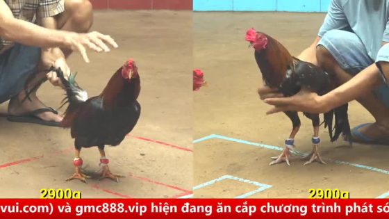 thumbnail 411