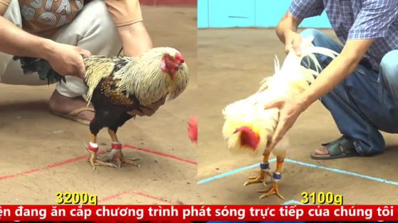 TRẬN 6 CPC4 NGÀY 17/9/2025 : CHUỐI ĐEN HẠ BƯỚM CỌP LỌT KHÔNG THẤY DẤU