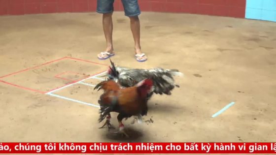 TRẬN 4 CPC4 NGÀY 17/9/2025 : CÚ BÔNG QUÁ KHÔN NHẢY CHÂN NÀO CŨNG ĐÂM