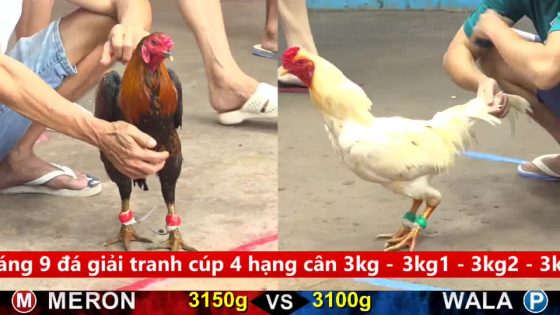 TRẬN 11 CPC5 17/9/2025 : ĐIỀU XANH ĐÂM BƯỚM CÂY LƯNG BƯỚM NẰM TẠI CHỖ