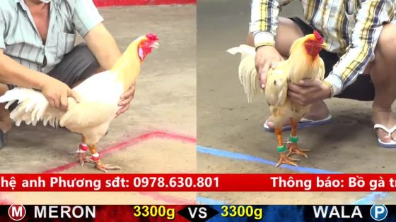 TRẬN 6 CPC5 NGÀY 17/9/2025 : BƯỚM ĐÂM NHƯ ĐIỆN 3 PHA 1 LỚP ÚA ÓI STING