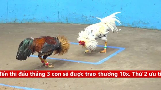 TRẬN 7 CPC5 17/9/2025 : ĐIỀU LÊN CHÂN NHƯ CÂY ĐẬP TRÚNG BƯỚM 1 CÂY LẤY TIỀN