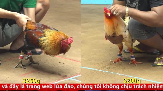 TRẬN 12 CPC4 NGÀY 17/9/2025 : BƯỚM BUÔNG ĐUÔI 3 CHÂN BƯNG ĐỎ RA NGOÀI