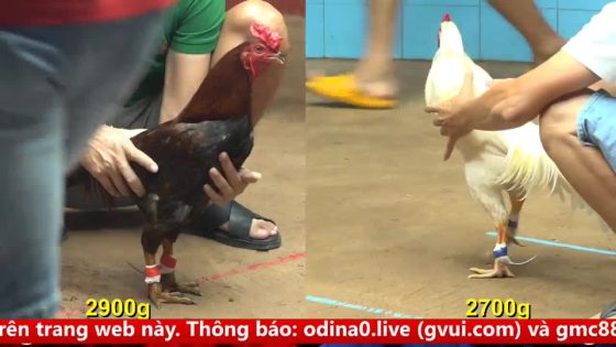TRẬN 14 CPC4 NGÀY 17/9/2025 : ÚA QUÁ ĐẲNG CẤP HẠ ANH TÙNG 1 CHÂN LÊN ĐƯỜNG