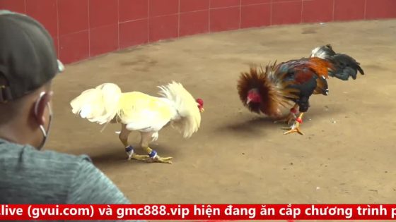 TRẬN 8 CPC4 NGÀY 17/9/2025 : NHỎ MÀ CÓ VÕ NÓ ĐÂM ĐIỀU TUNG BỒ