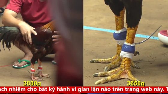 TRẬN 9 CPC4 NGÀY 17/9/2025 : ĐIỀU TÉ GIẢ LẬT KÈO QUÁ ĐẲNG CẤP