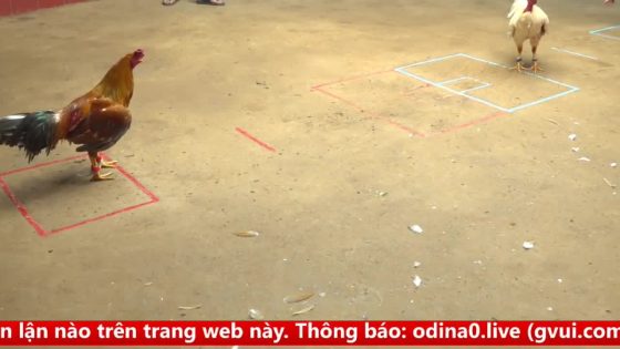 TRẬN 16 CPC4 NGÀY 17/9/2025 : XÁM VÀNG CHỊU ĐẤM ĂN XÔI ÚA ĐỨT HƠI NẰM TẠI CHỖ