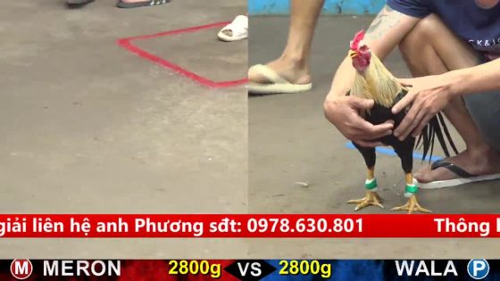 TRẬN 24 CPC5 17/9/2025 : ĐIỀU QUÁ LỰC 1 CHÂN KẾT LIỄU ĐỐI THỦ QUÁ ĐẲNG CẤP