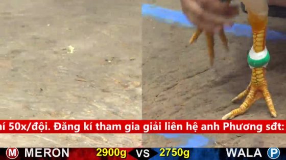 TRẬN 27 CPC5 17/9/2025 : CÚ PHANG VÔ ĐÙI 1 CHÂN BƯỚM GẪY GIÒ