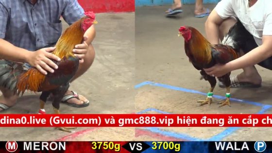 TRẬN 26 CPC5 17/9/2025 : ĐỎ ĐÂM QUÁ ĐÂM XANH TỐC ĐẦU BAY BỒ LA MIỆNG