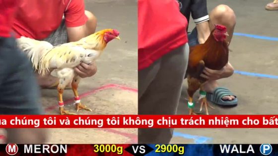 TRẬN 30 CPC5 17/9/2025 : BƯỚM VÔ GÂY ĐÂM VÀNG ĐUÔI LAO HO ĐEN ĐẦU