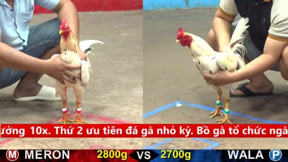 TRẬN 35 CPC5 17/9/2025 : ĐỎ ĐÂM XANH LỌT ĐIỂM 10 XANH BỎ CHẠY QUAY LẠI CÒN KÊNH ĐỎ