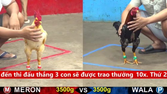 TRẬN 23 CPC5 17/9/2025 : ĐIỀU KHÔN KHÉO CANH CHỌI ĐÂM BƯỚM 1 CHÂN PHƠI BỤNG