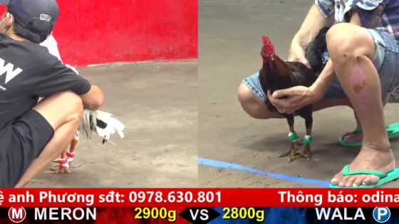 TRẬN 6 CPC5 18/9/2025 : BƯỚM ĐÁ QUE LẤY TIỀN MUA XE , BƯỚM KẸP 1 CẶP KẾT LIỄU QUÁ ĐẸP MẮT