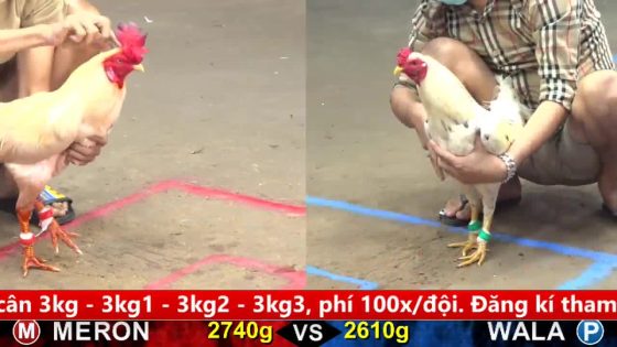 TRẬN 13 CPC5 30/9/2025 : BƯỚM ĐÂM ÚA CÁI MÌNH NHƯ CÁI MỀN RÁCH
