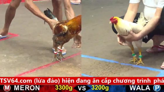 TRẬN 11 CPC5 30/9/2025 : ÚA ĐÂM VÀNG BÔNG BỂ MẠCH MÁU NGỰC VÀNG BÔNG TỐC CHẠY