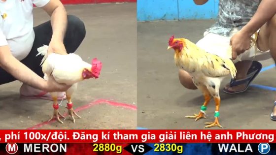 TRẬN 14 CPC5 30/9/2025 : BƯỚM ĐÂM ÚA CÂY NÁCH ÚA TRÀO MÁU HỌNG