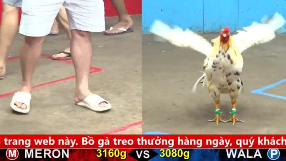 TRẬN 19 CPC5 30/9/2025 : ĐIỀU ĐÂM BƯỚM CÂY LƯNG BƯỚM LÊN BĂNG CA