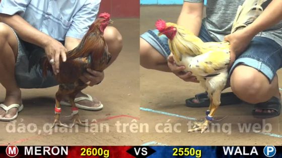 TRẬN 22 CPC4 NGÀY 16/10/2025 : BƯỚM THÁI QUÁ MAY ĐỘ RA ĐÚNG 1 CHÂN QUYẾT ĐỊNH LỤM LÚA