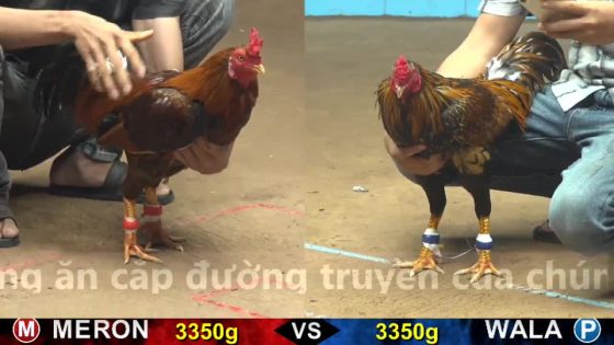 thumbnail 213
