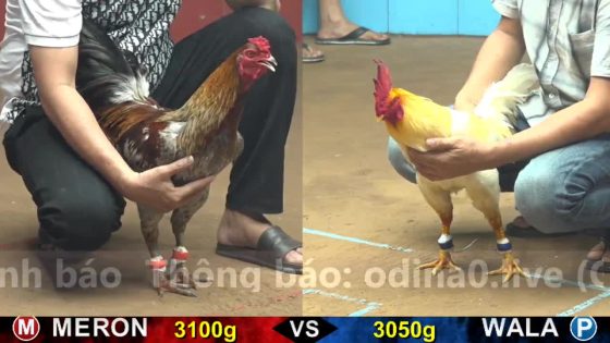 TRẬN 18 CPC4 NGÀY 16/10/2025 : BƯỚM LÁ BAO BỒ QUÁ ĐẲNG CẤP CHỦ GÀ ĐỎ QUÁ RUNG THẢ THUA LUN