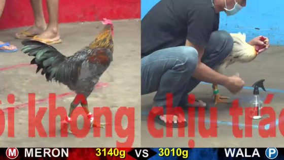 TRẬN 25 CPC5 16/10/2025 : MỘT CHÂN LẤY TIỀN KHÔNG RỚT CỌNG LÔNG QUÁ ĐẲNG CẤP