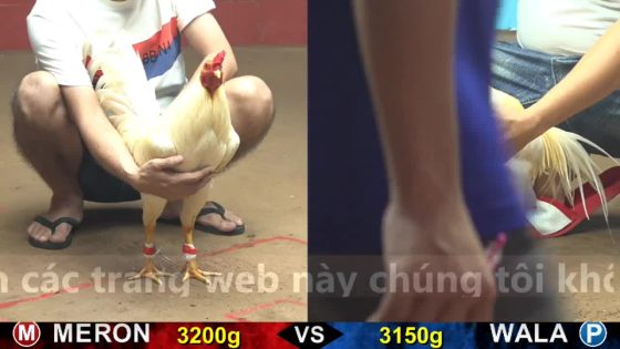 TRẬN 21 CPC4 NGÀY 16/10/2025 : ÚA QUÁ ĐẲNG CẤP CHỊU ĐÒN QUÁ GAN LÌ ĐỎ BUNG BỒ