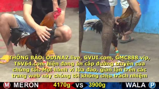 TRẬN 14 CPC5 16/10/2025 : ĐIỀU KHÔN KHÉO TRÁNH NÉ KÊ CHÂN XÁM LÌA GIÒ QUÁ ĐẲNG CẤP