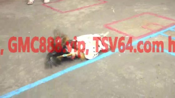 TRẬN 7 CPC5 16/10/2025 : ĐIỀU SIÊU MỸ ĐÂM BƯỚM VIỆT LAI CÂY ĐẦU BUNG CHẠY