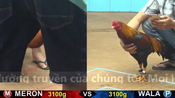 thumbnail 229