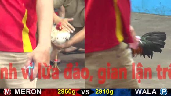 TRẬN 13 CPC5 17/10/2025 : BƯỚM KẸP VÔ ĐÂM ĐIỀU CÂY LƯNG LỌT TIM ĐIỀU CHẾT TẠI CHỖ