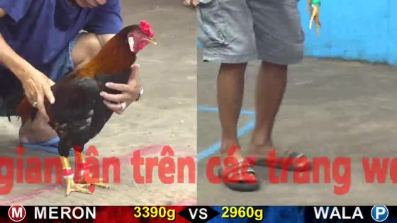 TRẬN 12 CPC5 17/10/2025 : BƯỚM NHỎ KÝ MÀ CÁP LÁO ĐIỀU ĐÂM RA MÁU HỌNG BỎ CHẠY