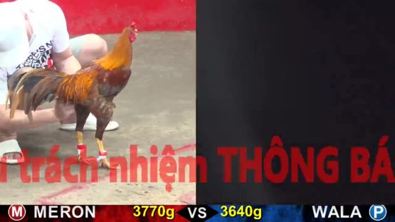 TRẬN 21 CPC5 17/10/2025 : 2 CON KẸP VÔ ĐÁ CÁI BO NHƯ SÚNG BẮN KHÉT ĐÂM ĐIỀU XANH LỌT ÓI ĐEN ĐẦU